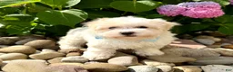 Havanese dogs for sale: FROSTING - Ad 9