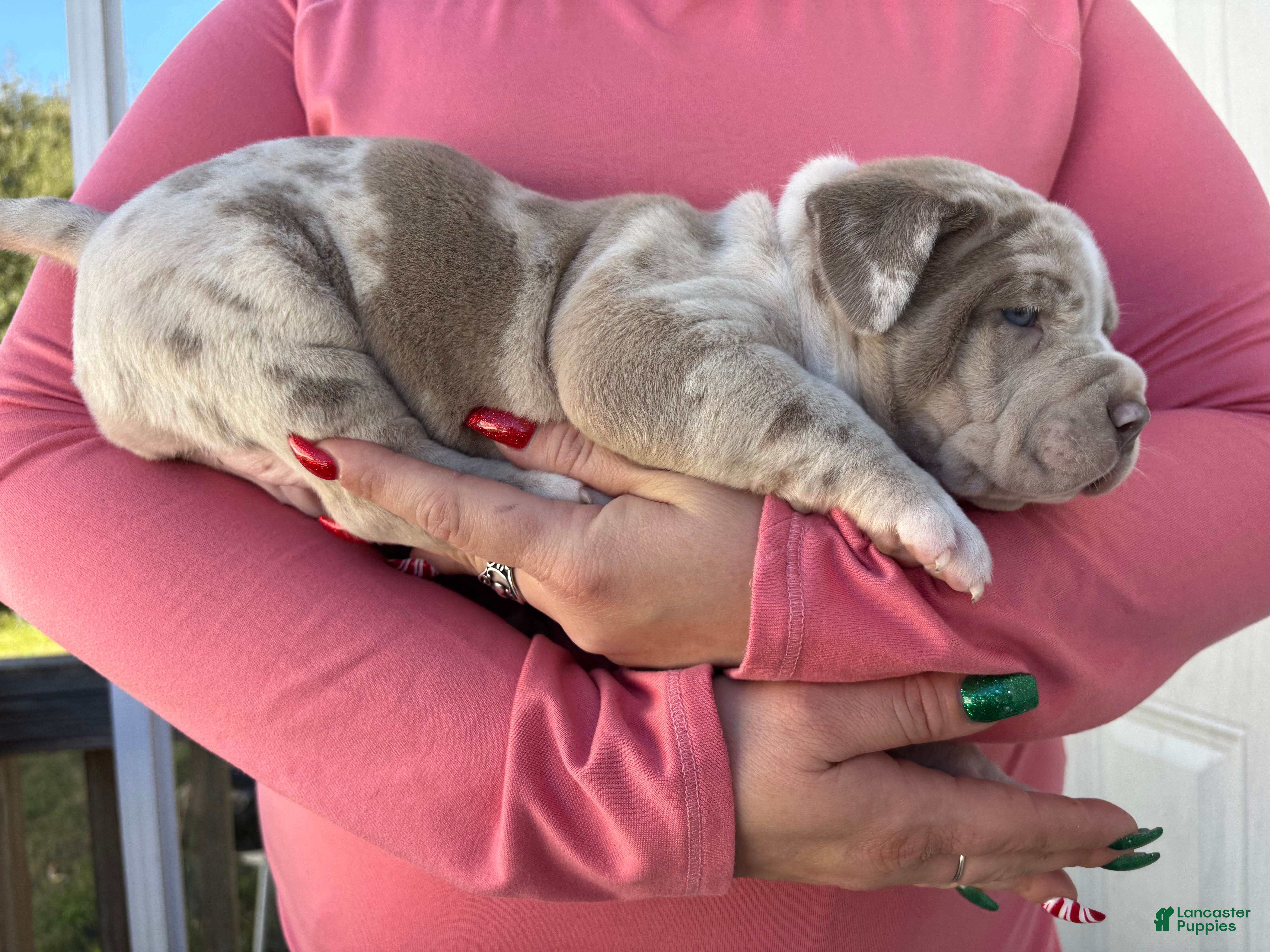 American Bully dogs FIJI The XL Bully - Ad 1