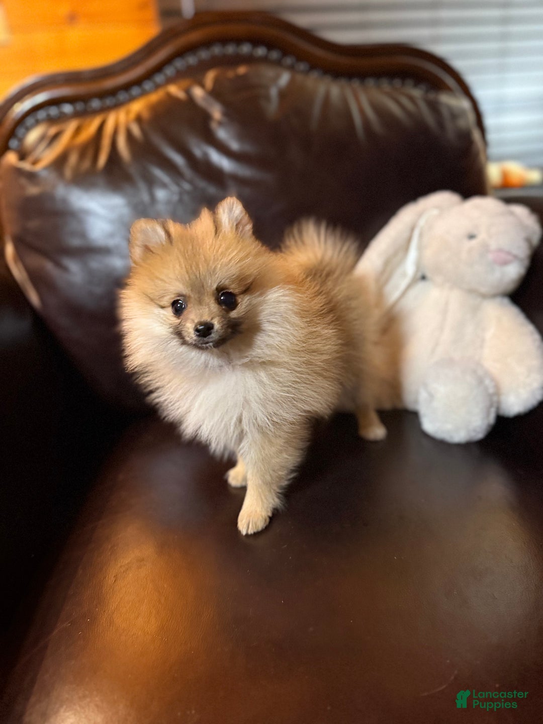 Pomeranian dogs for sale: Tiny Tim  - Ad 13