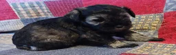 Miniature Schnauzer dogs for sale: Girl 1 - Ad 5
