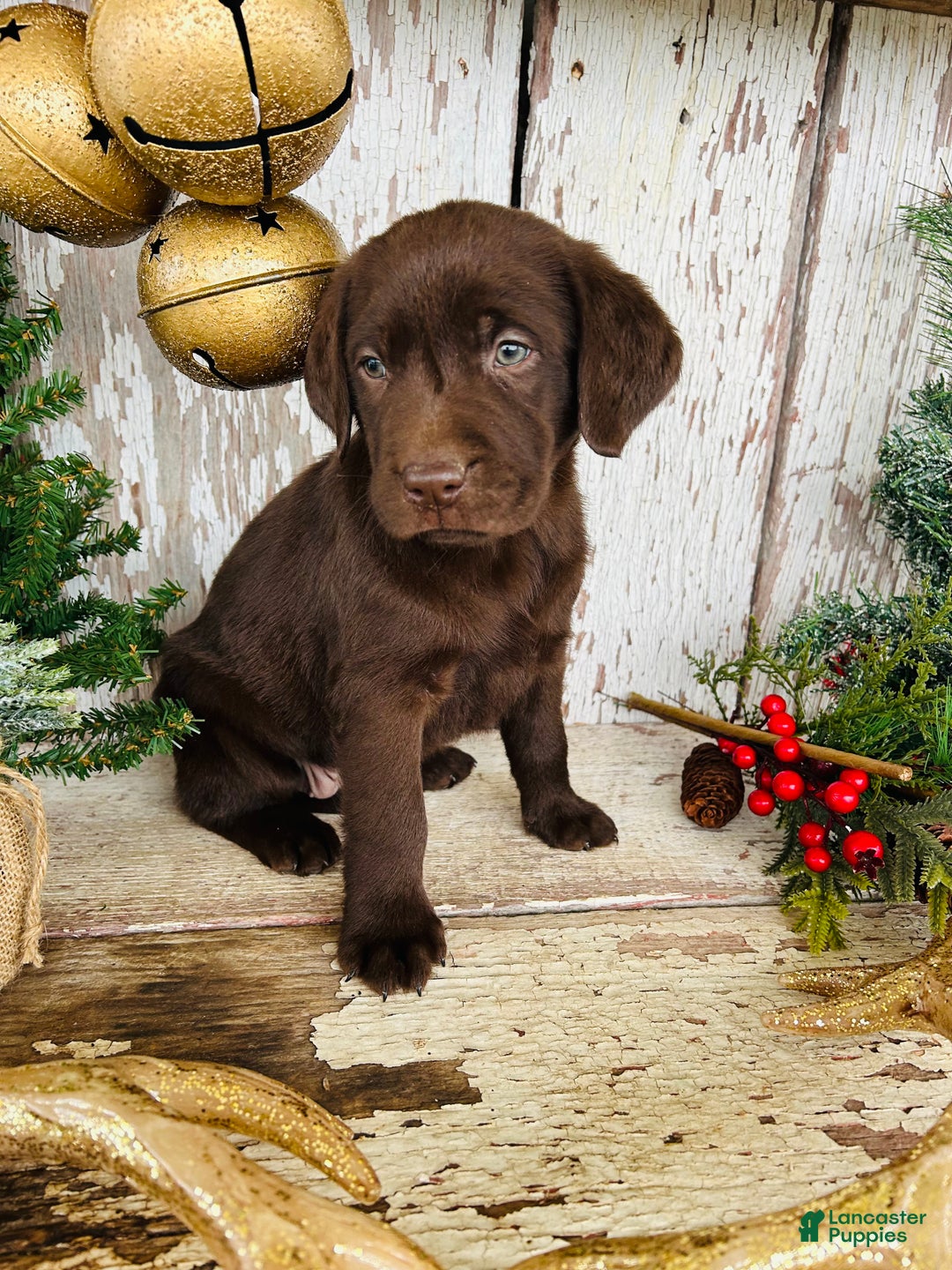Labrador Retriever dogs for sale: Holly  - Ad 4