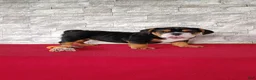 Beabull dogs for sale: Ellie - Ad 3