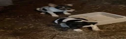 Rat Terrier dogs for sale: Rat Terrier 2 - Ad 2