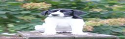 Mixed Breed dogs for sale: Susie - Ad 3