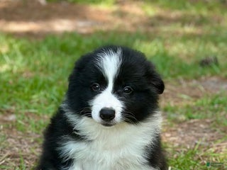 Border Collie dogs - Ad 32