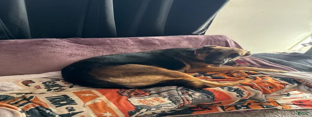 Bo