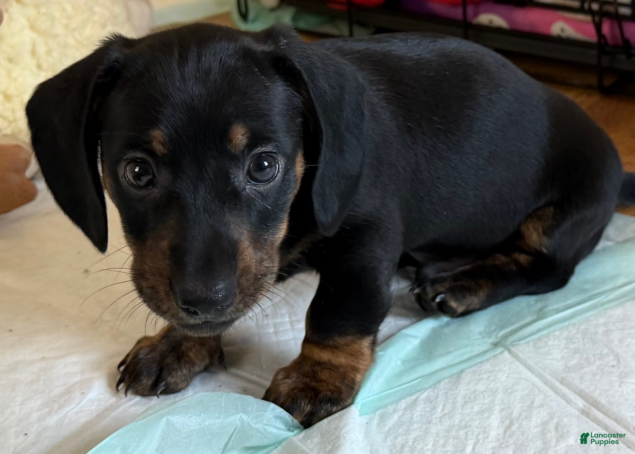 Dachshund dogs Cash - Ad 1