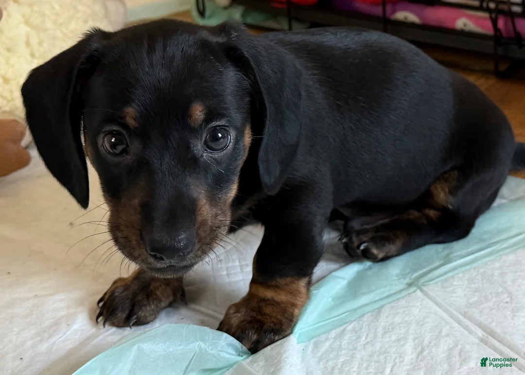 Dachshund dogs for sale: Cash - Ad 1