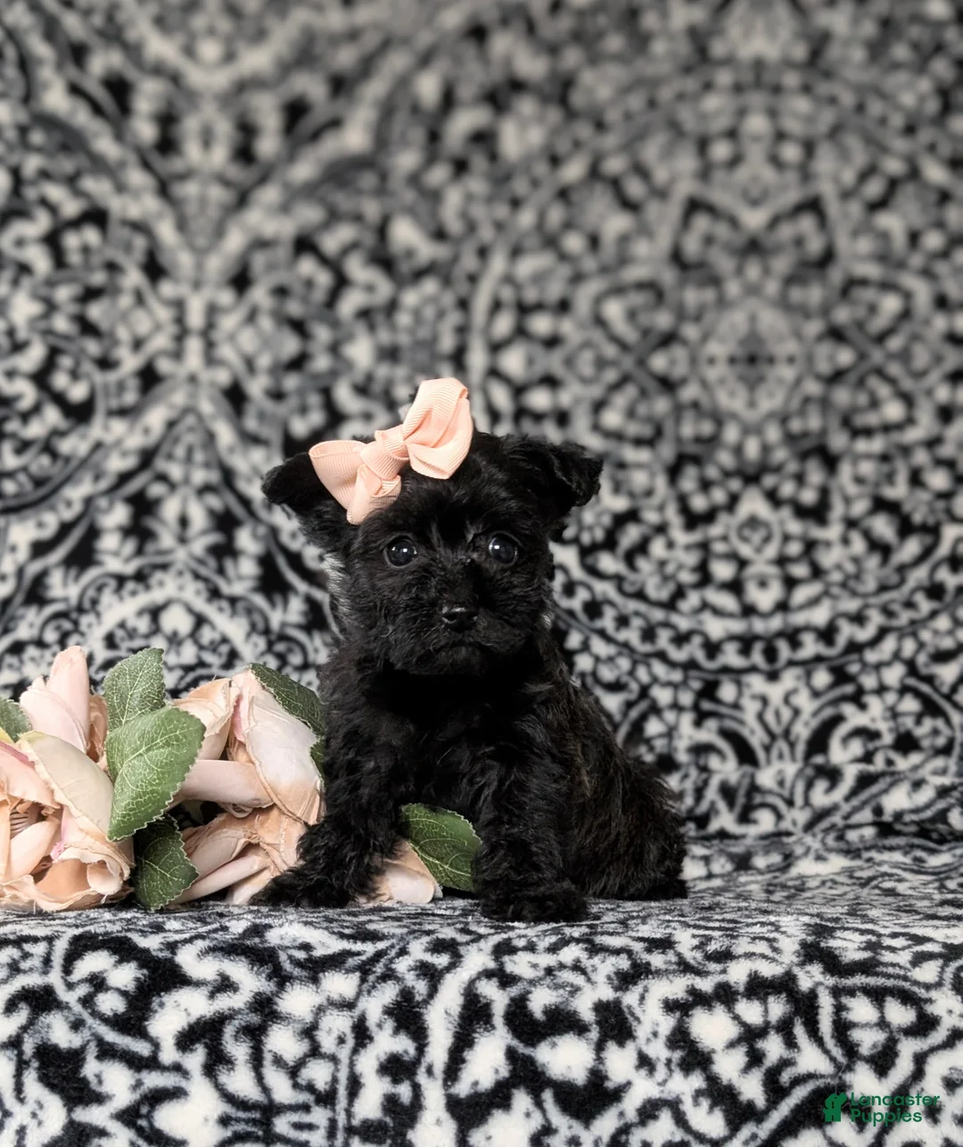 Yorkiepoo dogs for sale: Joi - Ad 1