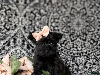 Yorkiepoo dogs for sale: Joi - Ad 1