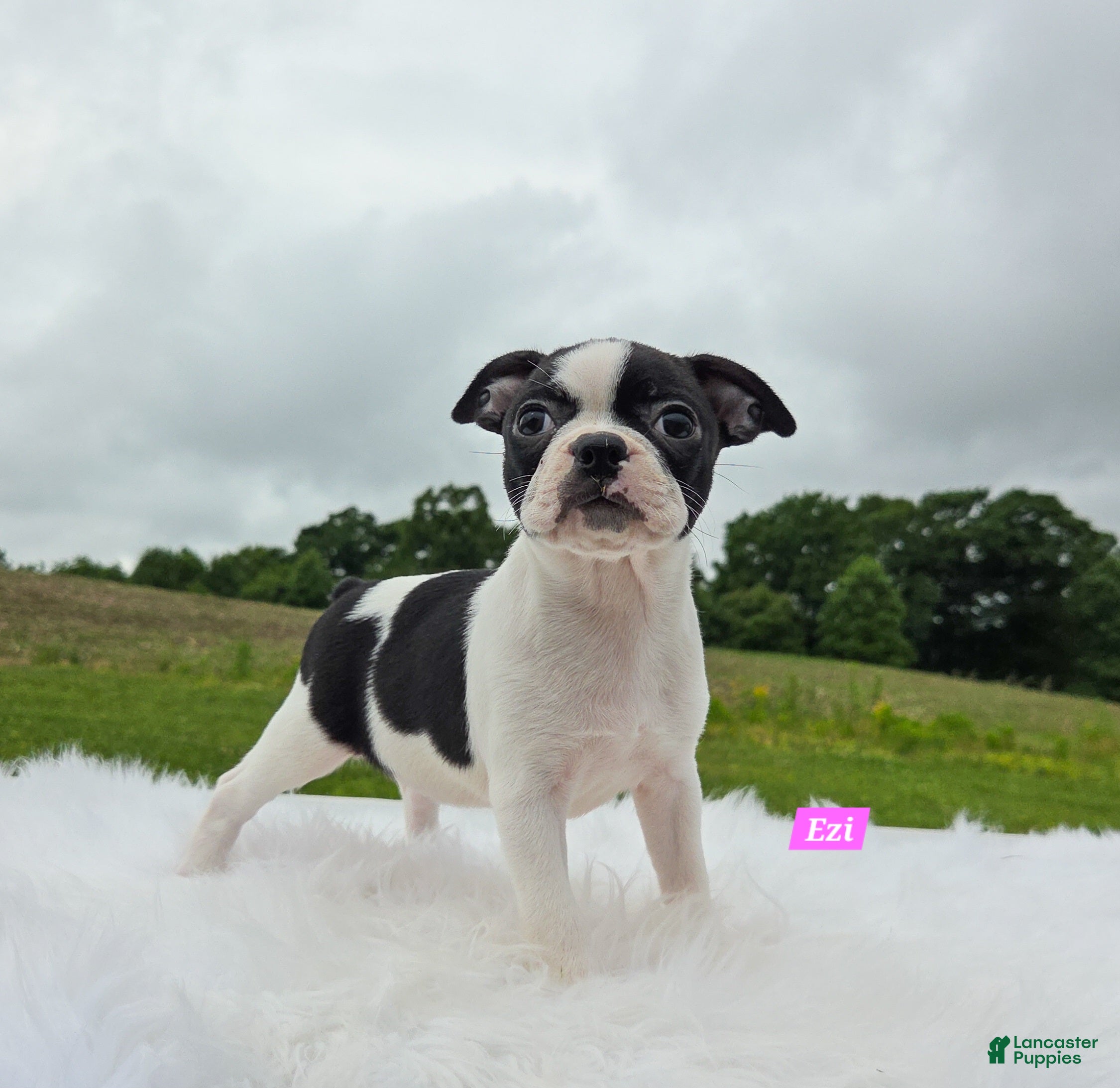 Boston Terrier dogs Ezi - Ad 2