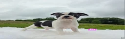 Boston Terrier dogs for sale: Ezi - Ad 2