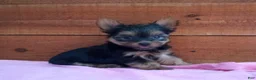Yorkshire Terrier dogs for sale: Remi - Ad 2
