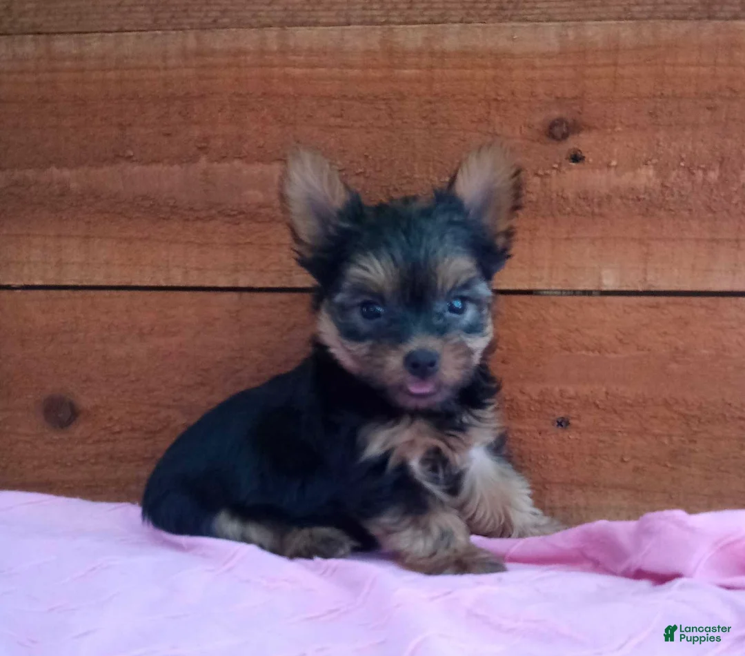 Yorkshire Terrier dogs for sale: Remi - Ad 2