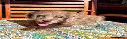 Labradoodle dogs for sale: Lilly - Ad 9