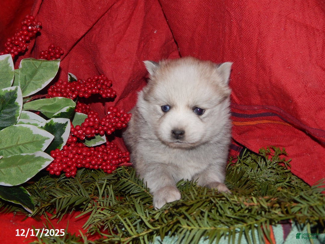 Pomsky dogs for sale: Milo - Ad 1