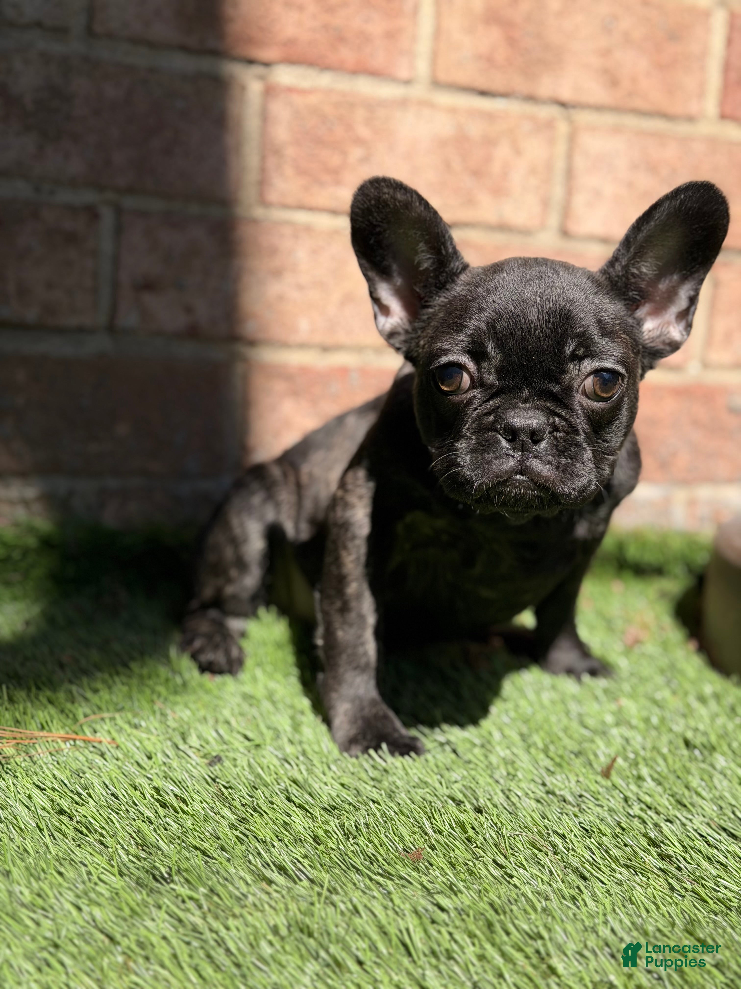 French Bulldog dogs Major - Ad 2