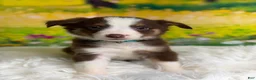 Australian Shepherd dogs for sale: Australian Shepherd Flash - Ad 7