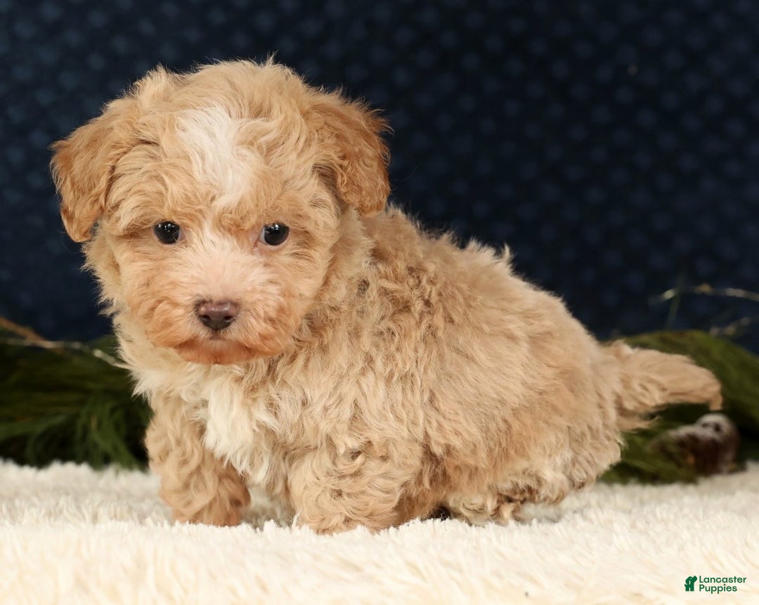 Havapoo dogs for sale: Tommy - Ad 6