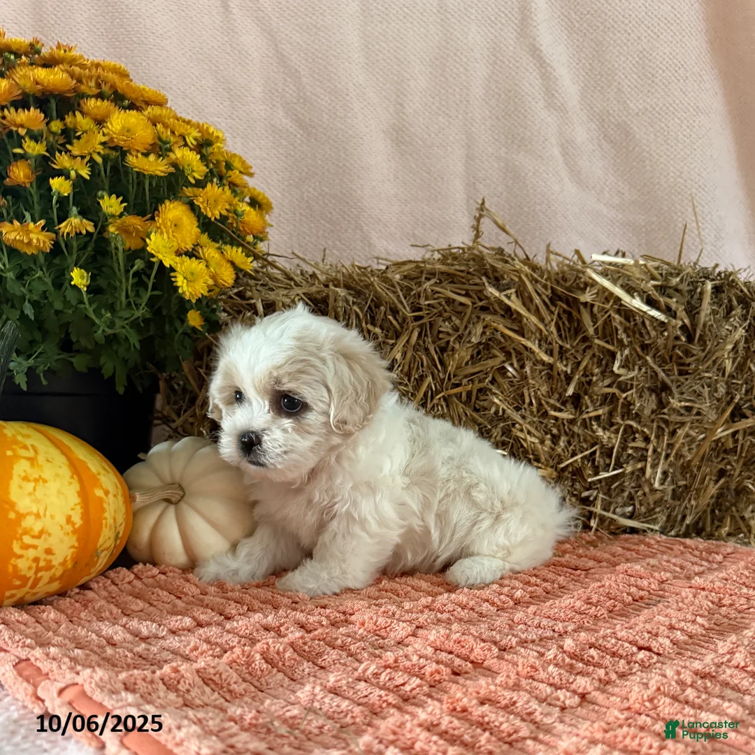 Teddy Bear dogs for sale: Candy - Ad 7