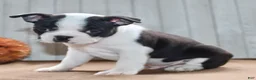 Boston Terrier dogs for sale: Chester Male Boston Terrier - Ad 4