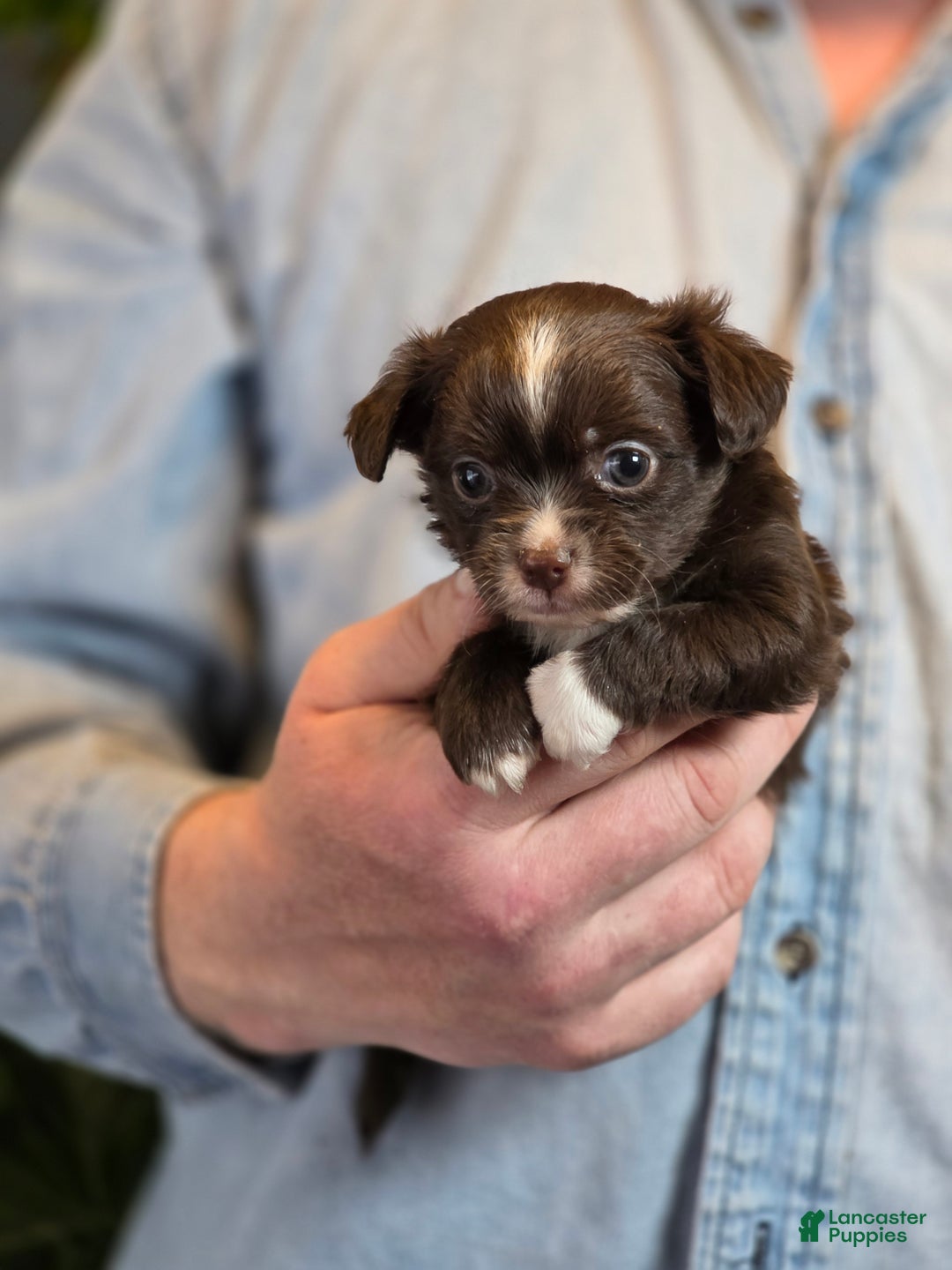 Chihuahua dogs for sale: Teddy - Ad 3