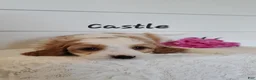 Cavapoo dogs for sale: Castle - Ad 2