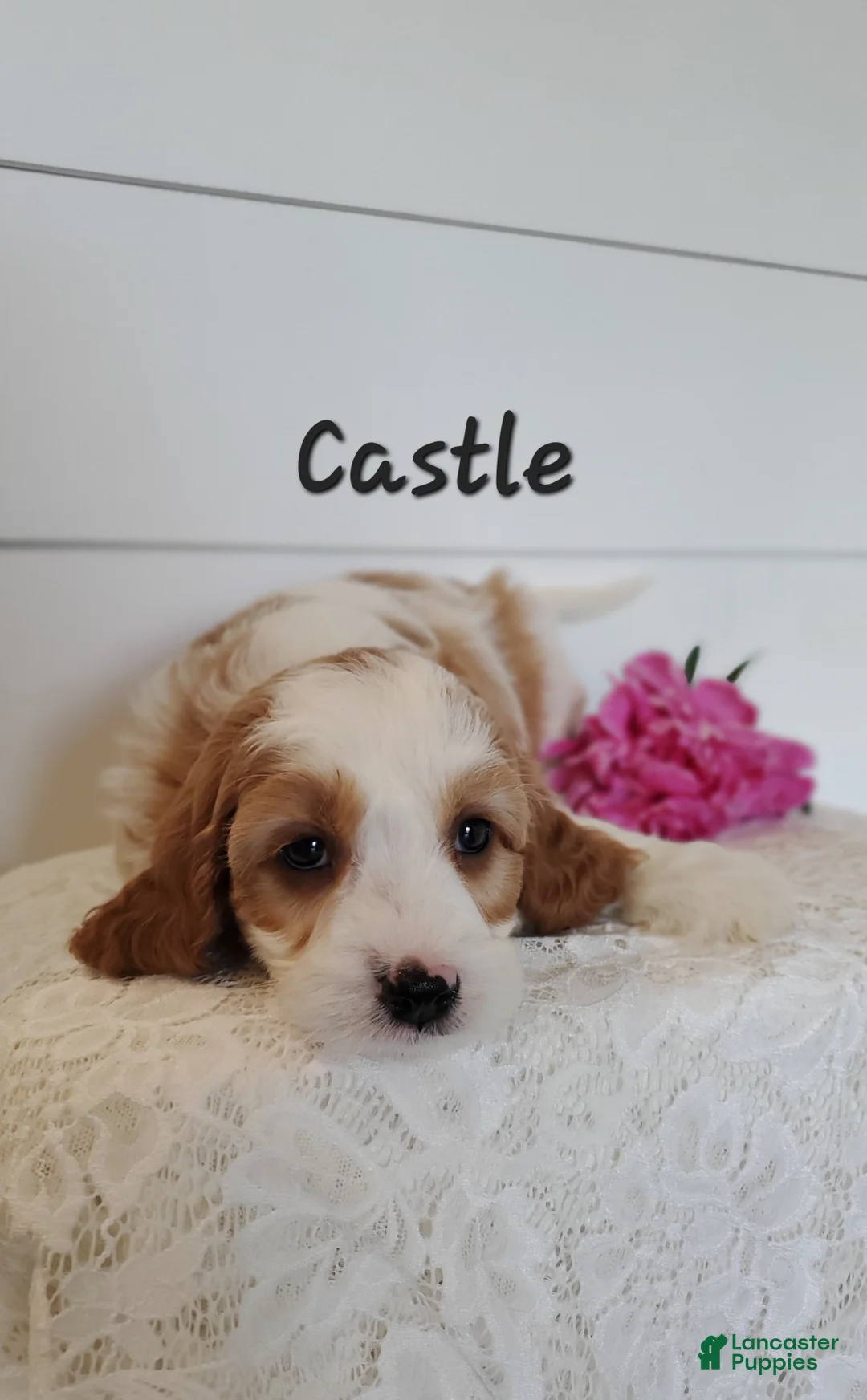 Cavapoo dogs for sale: Castle - Ad 2