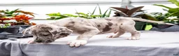 Great Dane dogs for sale: Mozark - Ad 3