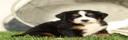 Bernese Mountain Dog dogs for sale: Janita Bernese Mountain Dog  - Ad 3