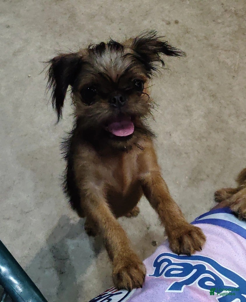 Brussels Griffon dogs Small Boy - Ad 9