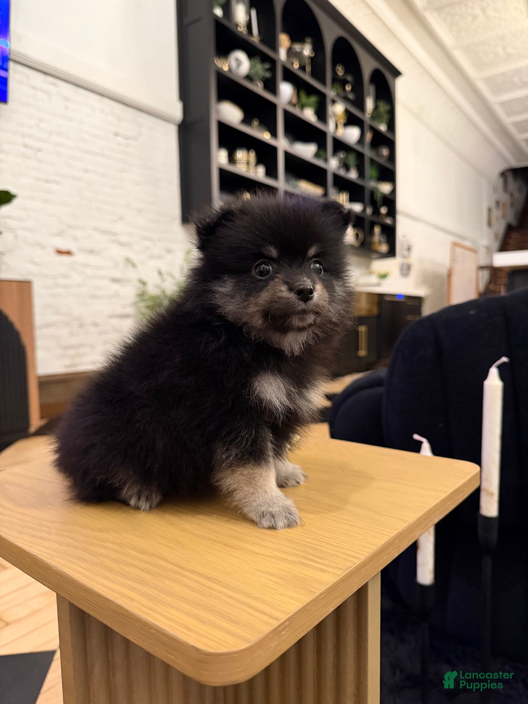 Pomeranian dogs for sale: Bean - Ad 3