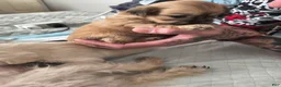 Mixed Breed dogs for sale: Baby Eva - Ad 13