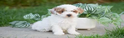 Miniature Poodle dogs for sale: Gemma - Ad 2