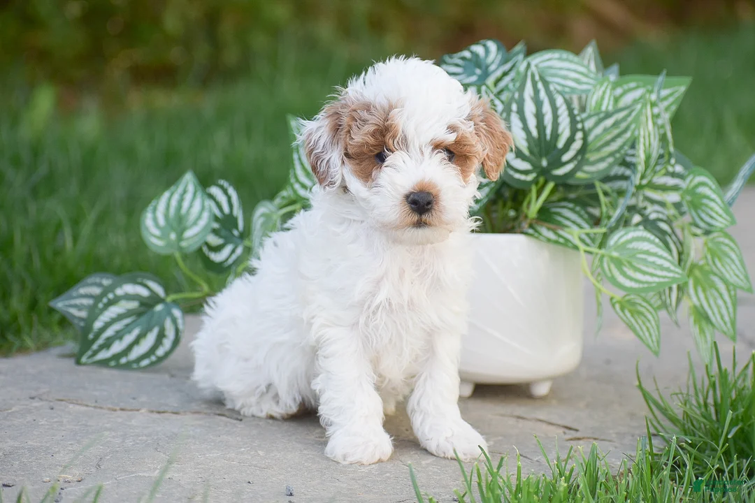 Miniature Poodle dogs for sale: Gemma - Ad 2