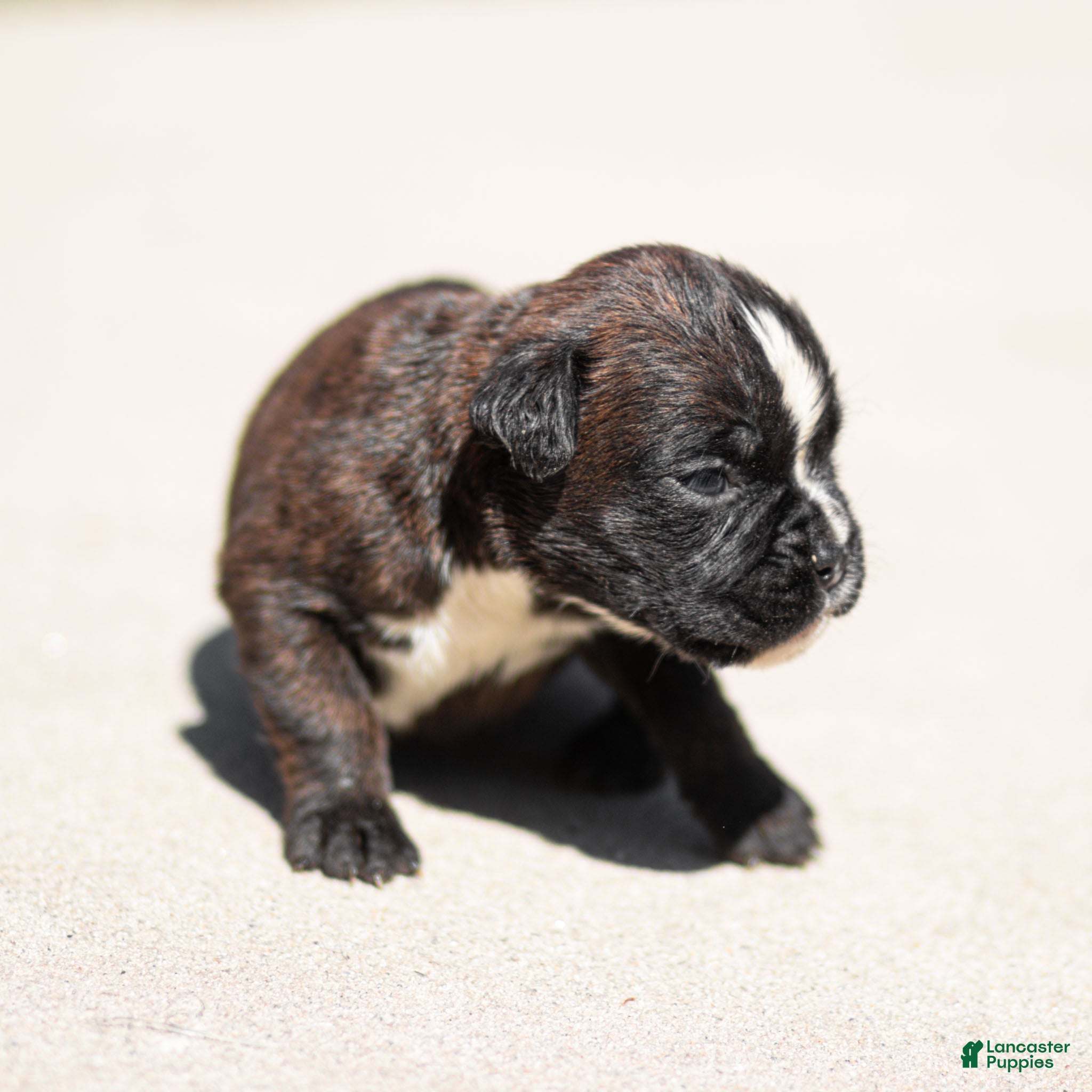 Boxer dogs Lucy Boxer Puppy  - Ad 2