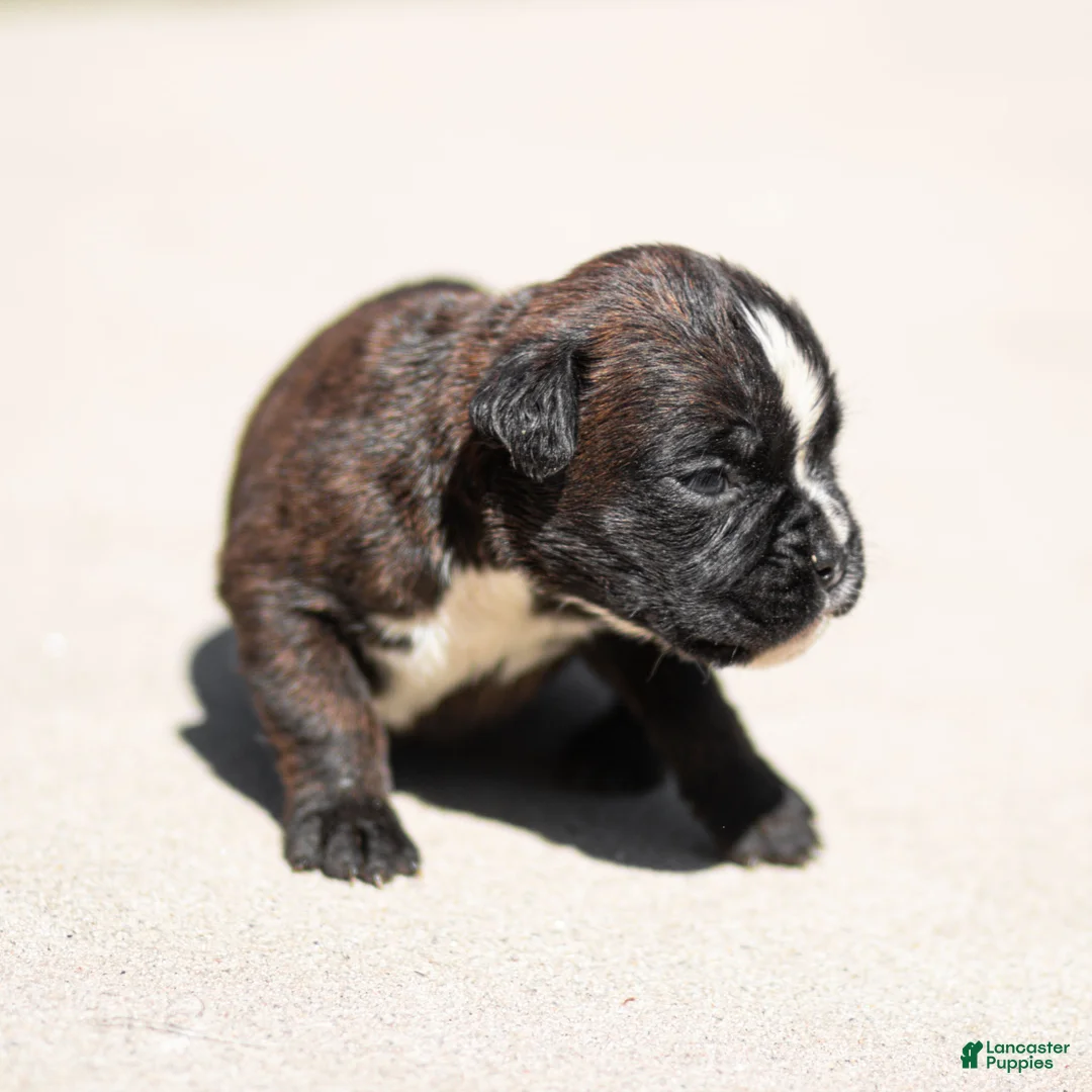Boxer dogs for sale: Lucy Boxer Puppy  - Ad 2