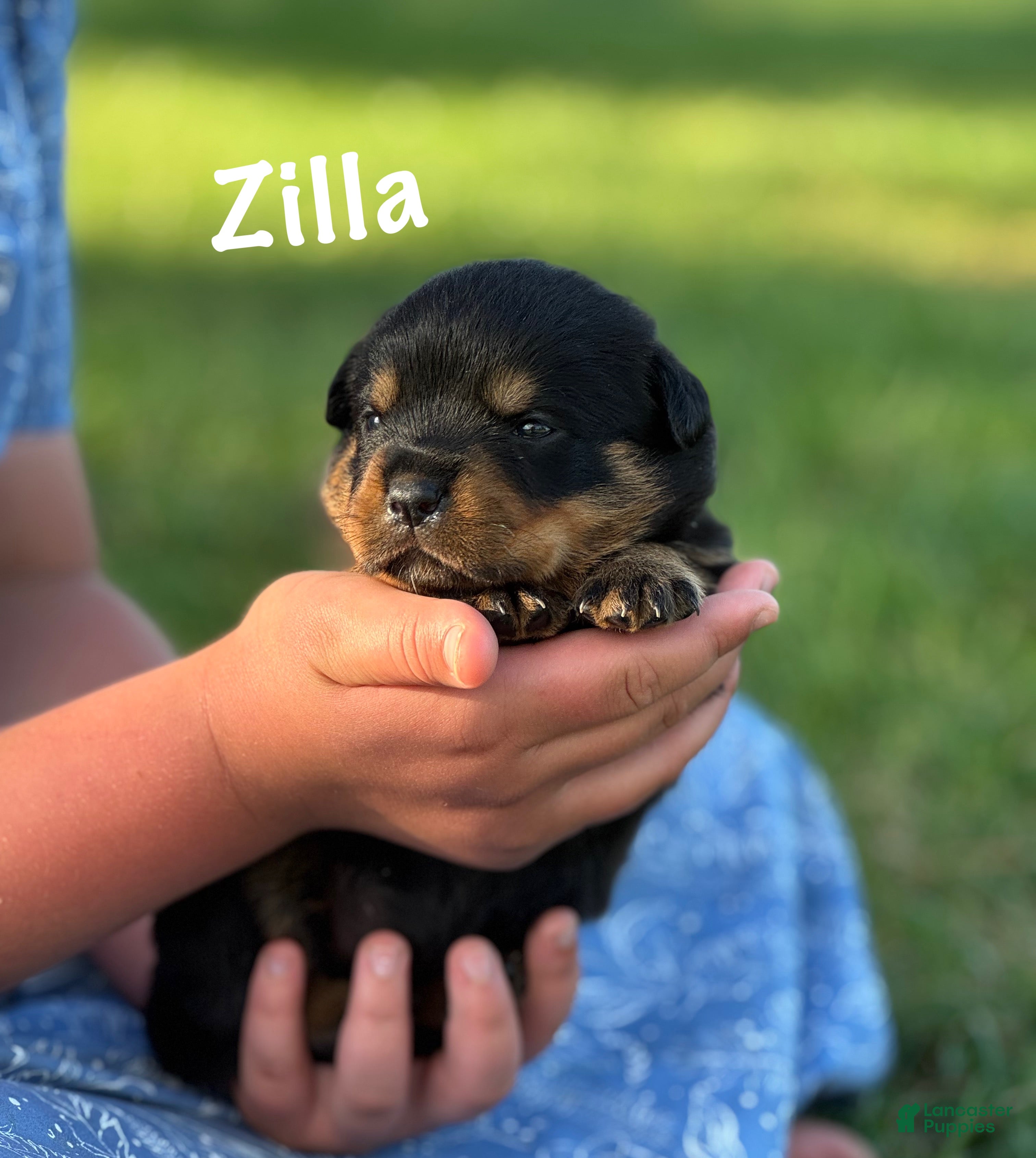 Rottweiler dogs for sale: Zilla w LONG TAIL  - Ad 4