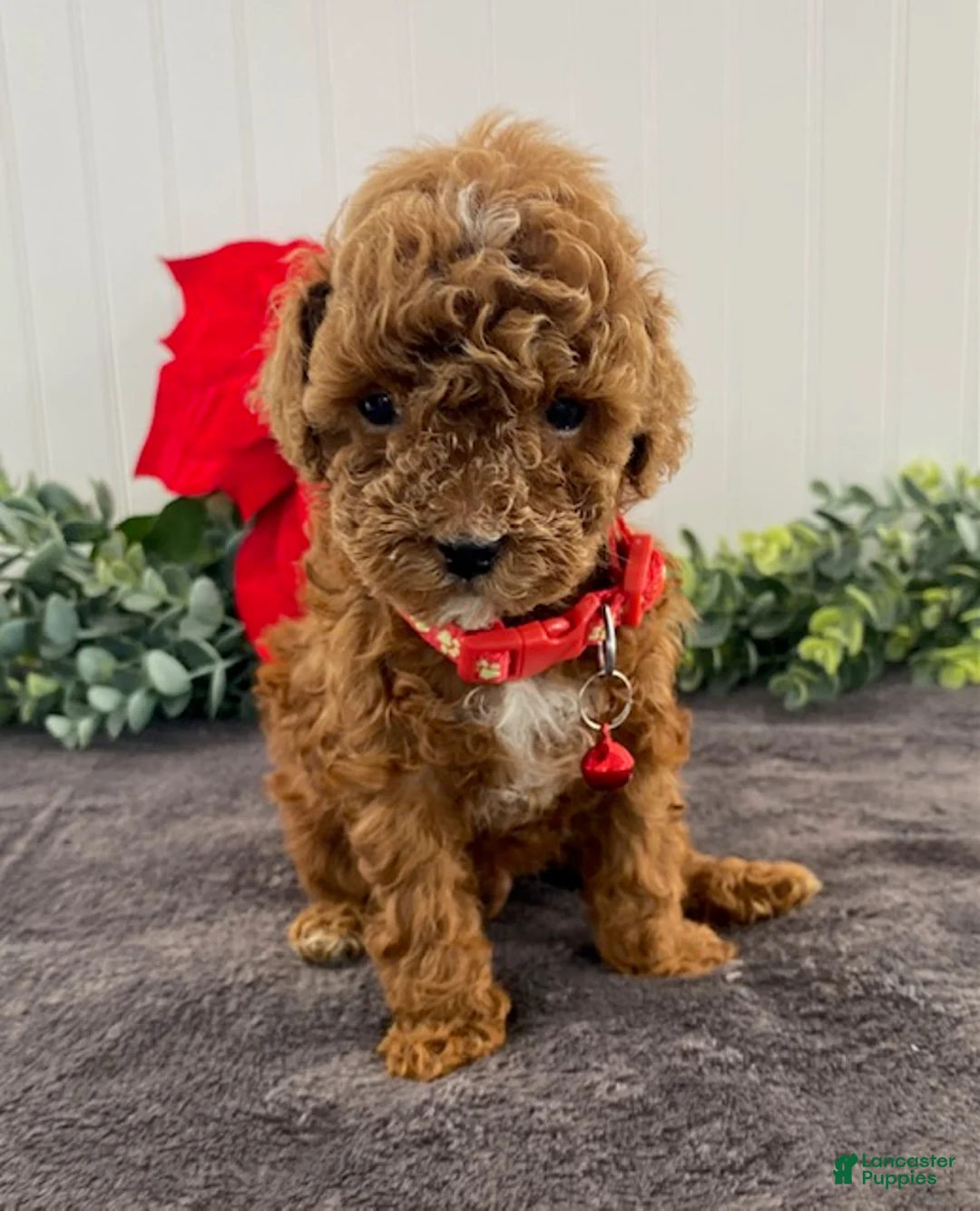 Toy Poodle dogs for sale: Jasper - Ad 2