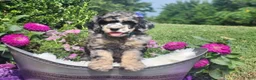 Standard Poodle dogs for sale: Skye - Ad 2