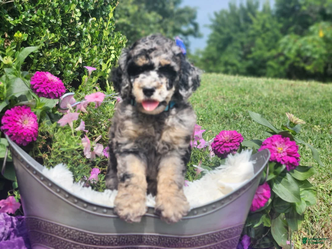 Standard Poodle dogs for sale: Skye - Ad 2