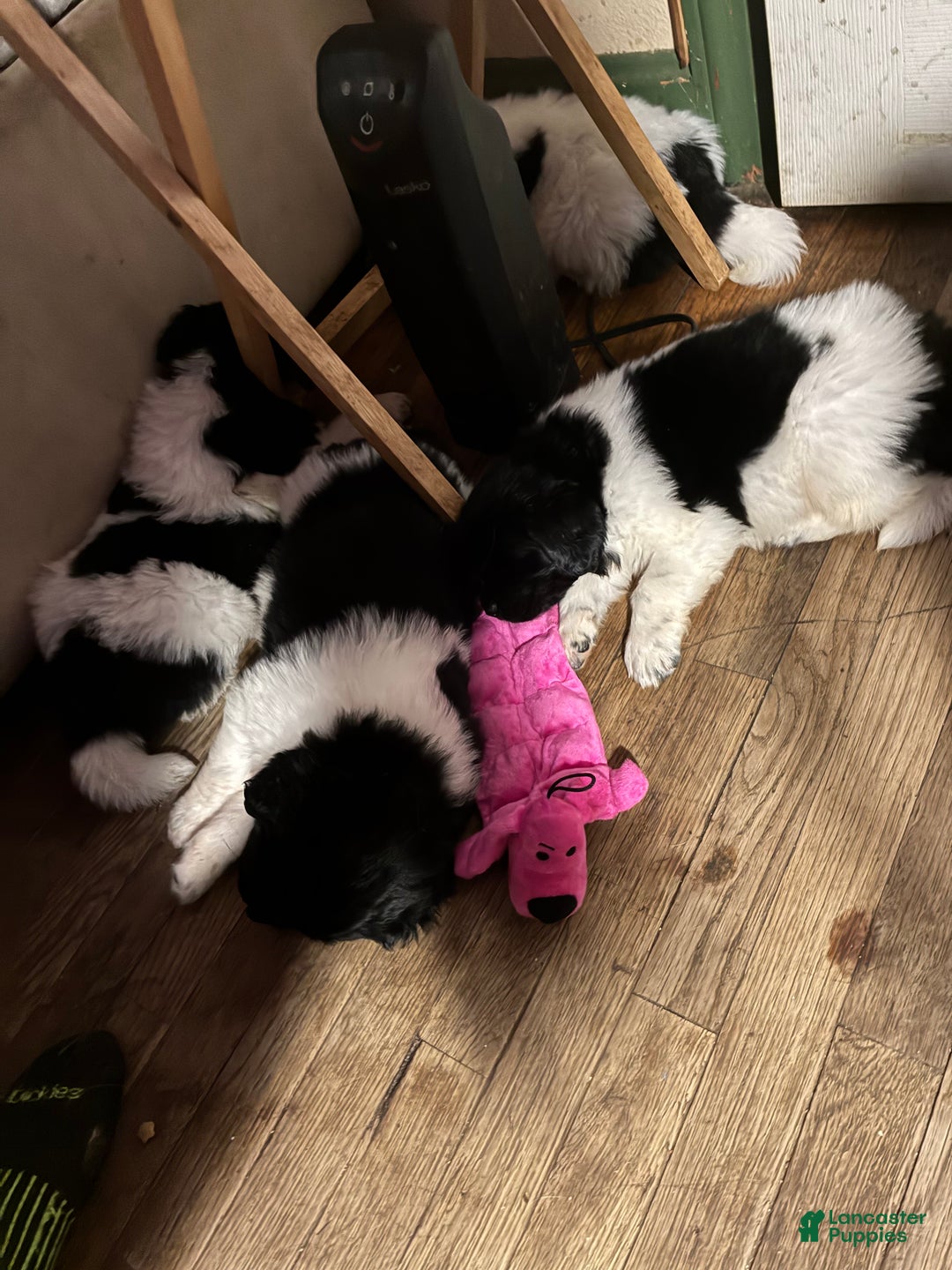 Newfoundland dogs for sale: Newfoundland Puppy 3 - Ad 16