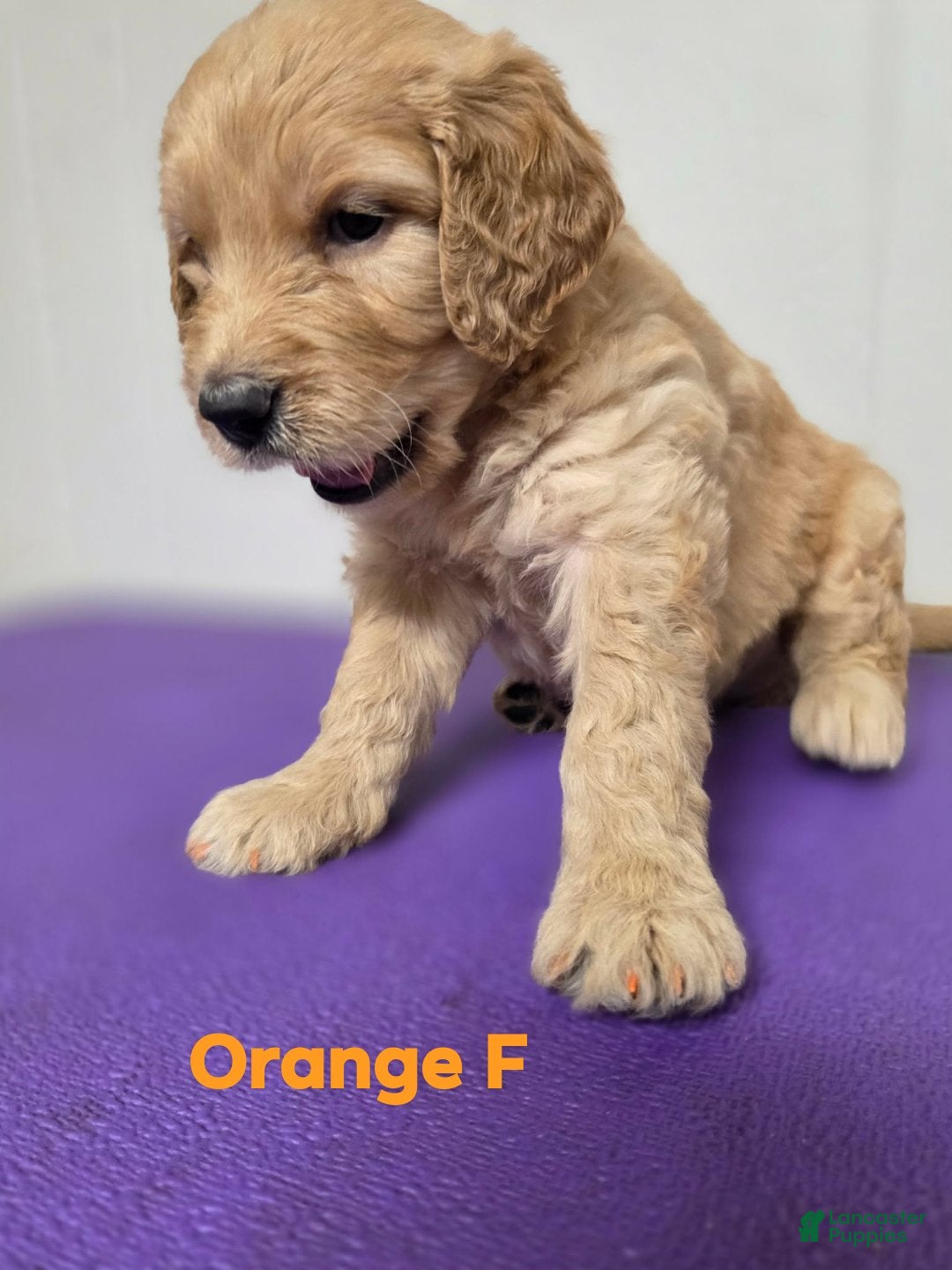 Goldendoodle dogs Goldendoodle 9 - Ad 39
