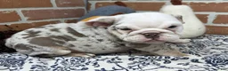 English Bulldog dogs for sale: Eden - Ad 5