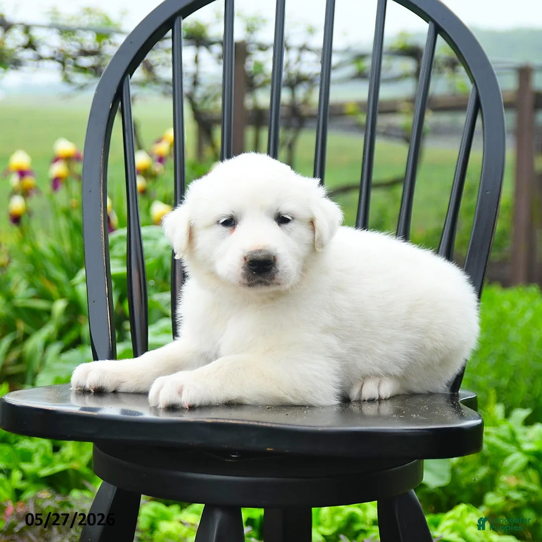 Great Pyrenees dogs for sale: Pierre - Ad 2