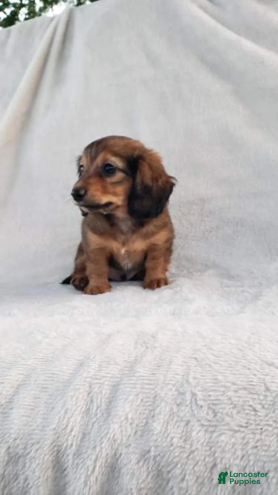 Miniature Dachshund dogs for sale: Chipper - Ad 2