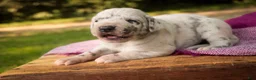 Great Dane dogs for sale: Beatrice Great Dane  - Ad 12