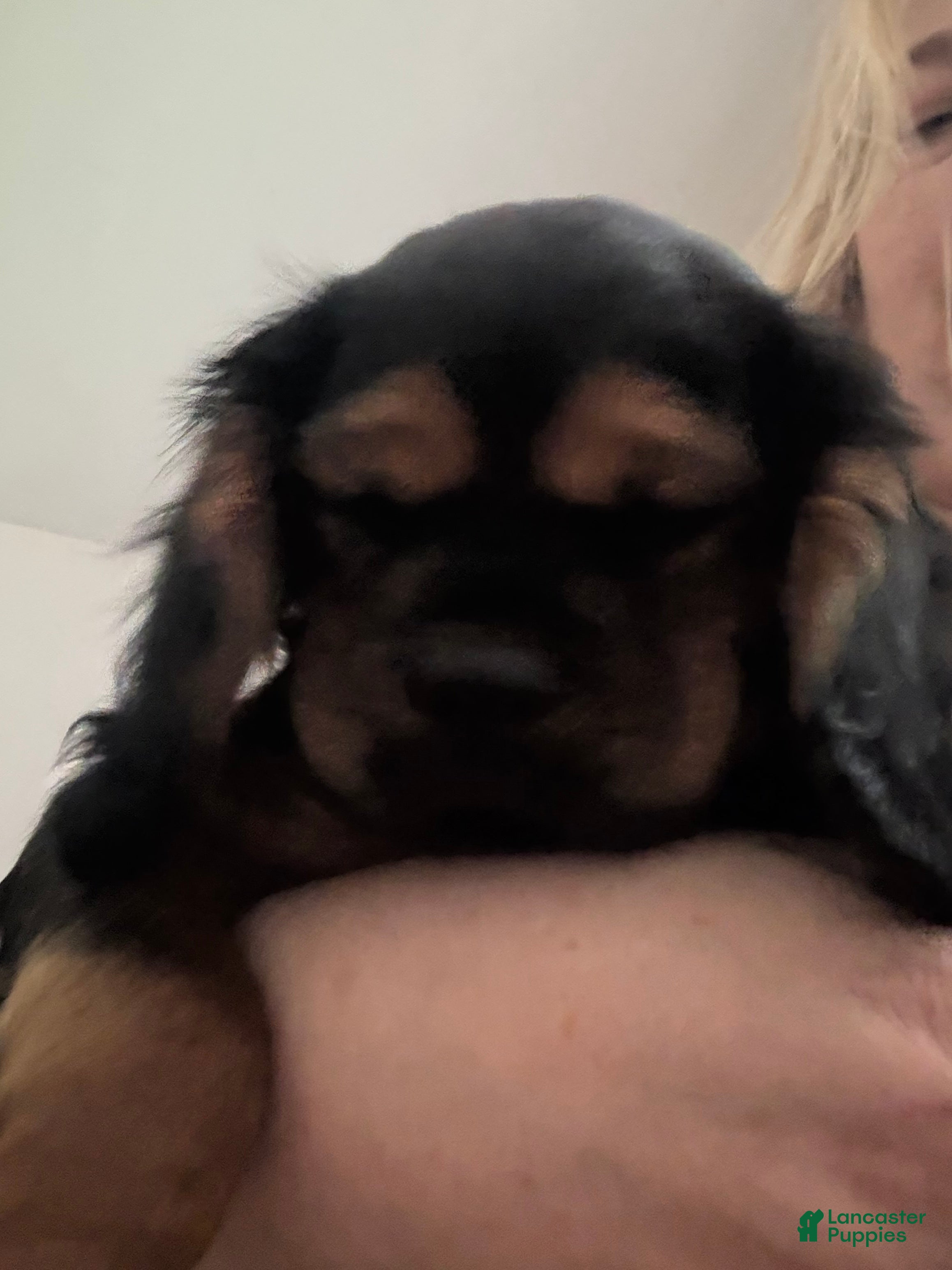 Cavalier King Charles Spaniel dogs Cavalier King Charles Spaniel Puppy 1 - Ad 1