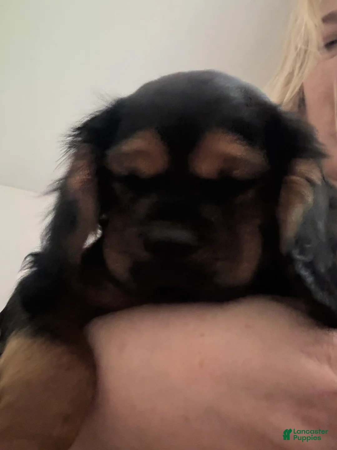 Cavalier King Charles Spaniel dogs for sale: Cavalier King Charles Spaniel Puppy 1 - Ad 1