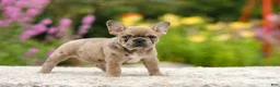 French Bulldog dogs for sale: Gretta - Ad 6